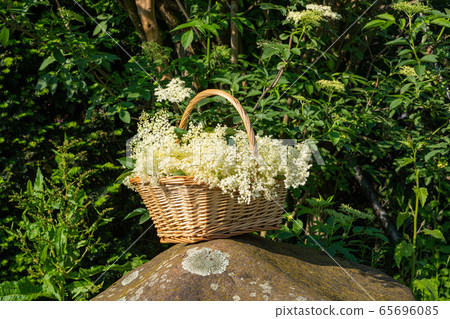 A basket with freshly harvested elderberry A basket with freshly harvested elderberry 65696085