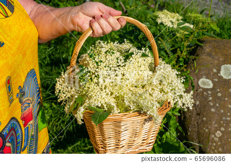 Woman holding a basket with freshly harvested Woman holding a basket with freshly harvested 65696086