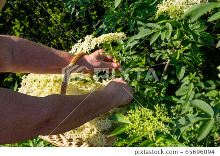Fresh elderberry blossoms are cut from the Fresh elderberry blossoms are cut from the 65696094