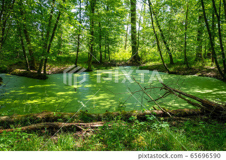 Fontainebleau forest landscape, France 65696590