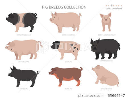 Pig breeds collection 3. Farm animals set. Flat Pig breeds collection 3. Farm animals set. Flat 65696647