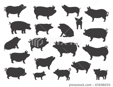 Pig breeds collection. Farm animals set. Black Pig breeds collection. Farm animals set. Black 65696650