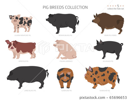 Pig breeds collection 5. Farm animals set. Flat 65696653