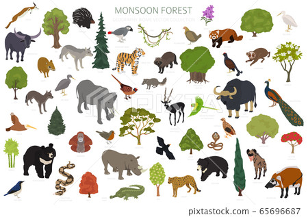 Monsoon forest biome, natural region infographic. Monsoon forest biome, natural region infographic. 65696687