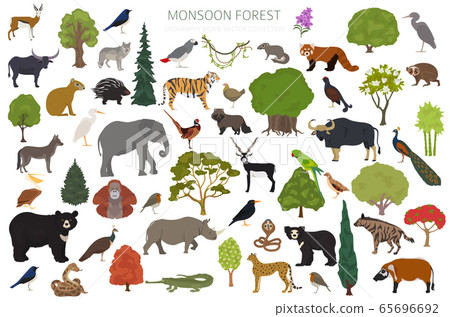 Monsoon forest biome, natural region infographic. 65696692