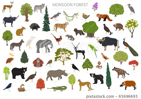 Monsoon forest biome, natural region infographic. Monsoon forest biome, natural region infographic. 65696693