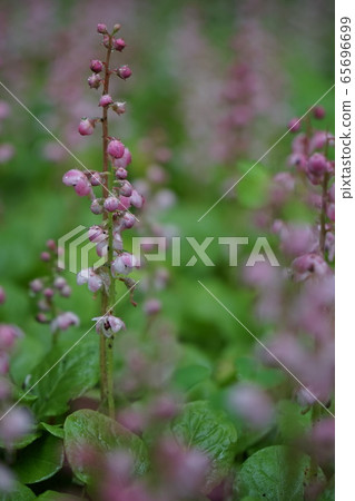 雨中的紫色小花 65696699