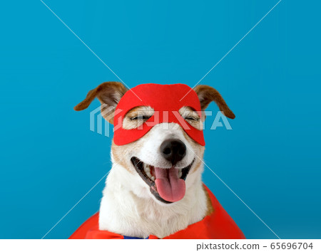 Funny dog in superhero costume 65696704