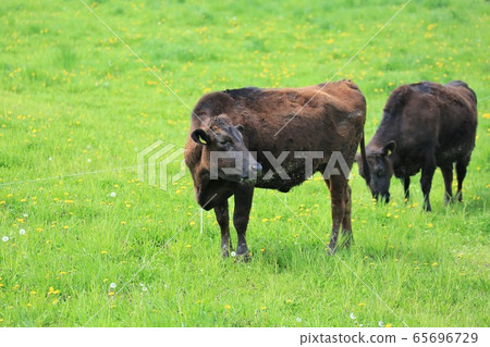 Japanese beef Japanese beef 65696729