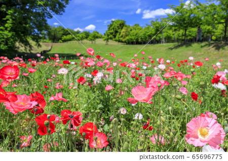 鮮見山公園春天 65696775