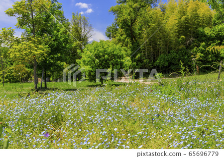 鮮見山公園春天 65696779