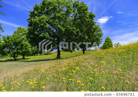 鮮見山公園春天 鮮見山公園春天 65696781