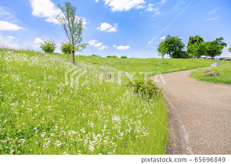 鮮見山公園春天 鮮見山公園春天 65696849