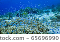 Beautiful underwater environment 65696990