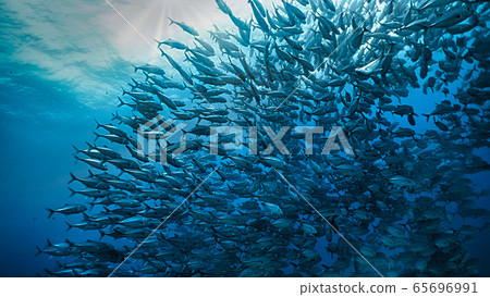 Jackfish herd Jackfish herd 65696991