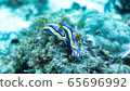 Nudi branch 65696992