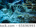 Lion Fish 65696993
