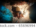 Mantis Shrimp (Shrimp) 65696994