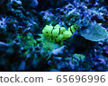 Frog Fish 65696996