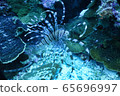 Ryan Fish 65696997