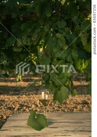 glass with white wine in vineyard on old table glass with white wine in vineyard on old table 65697356