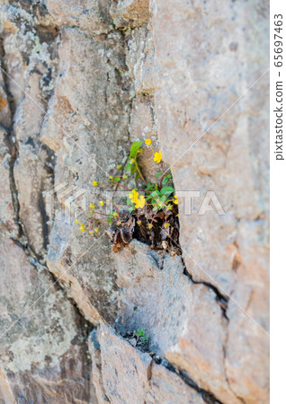 A flower sprouted up through the rock 65697463