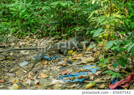 lizard among debris in the forest, environment, pollution of the planet lizard among debris in the forest, environment, pollution of the planet 65697542