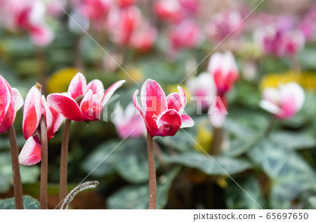 Cyclamen flower and Green Leaves in Garden on Close Up View Cyclamen flower and Green Leaves in Garden on Close Up View 65697650
