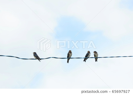 吞下天空 65697927