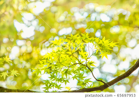 It is a fresh green landscape of a maple. The shoots and young leaves are bright and vivid. Hiroshima 65697953