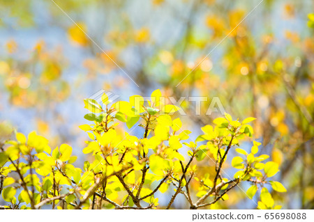 It is a fresh green landscape of black hemlock. The shoots and young leaves are bright and vivid. Hiroshima It is a fresh green landscape of black hemlock. The shoots and young leaves are bright and vivid. Hiroshima 65698088