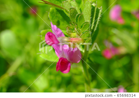 Yahazu豌豆（野豌豆亞種。 65698314