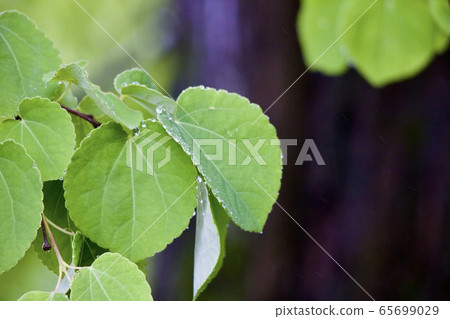 Green leaves Green leaves 65699029