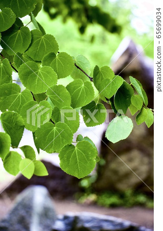 Green leaves Green leaves 65699034