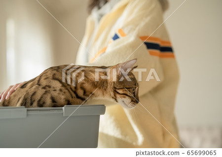 動物，生活方式，放鬆 65699065