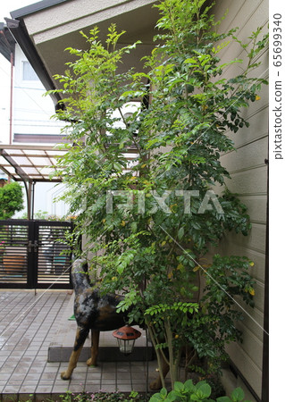 Cimmetnelico 65699340