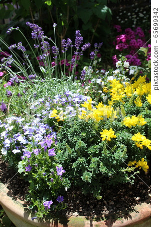 Lavender group planting 65699342