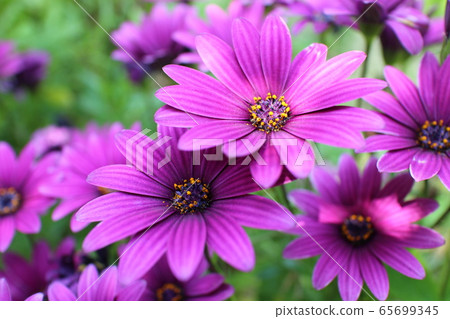 菊科 菊科 65699345