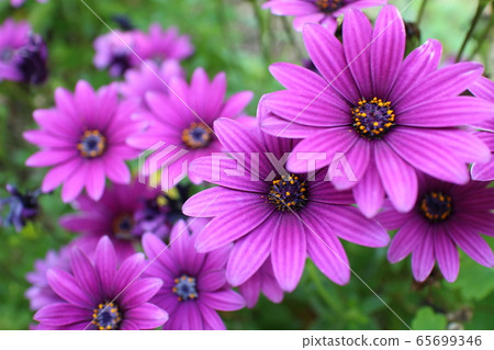 Asteraceae Osteospermum 65699346