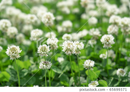 Clover Clover 65699371