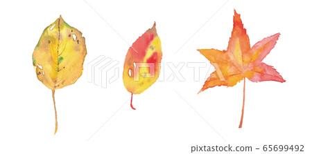 Three colored autumn leaves. Watercolor illustration trace vector Three colored autumn leaves. Watercolor illustration trace vector 65699492