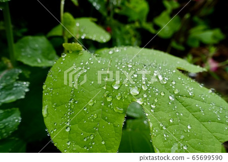 落在葉子上〜雨季 落在葉子上〜雨季 65699590