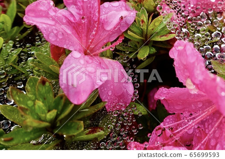 Flower dripping Flower dripping 65699593