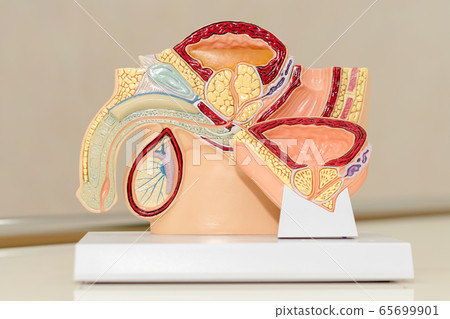 Male pelvis, anatomy of the male urinary and 65699901