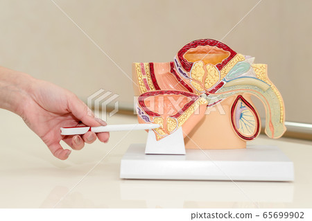 Urologist showing and pointing on male pelvis, Urologist showing and pointing on male pelvis, 65699902