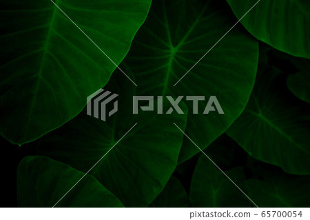 Closeup green leaves of elephant ear in jungle. 65700054