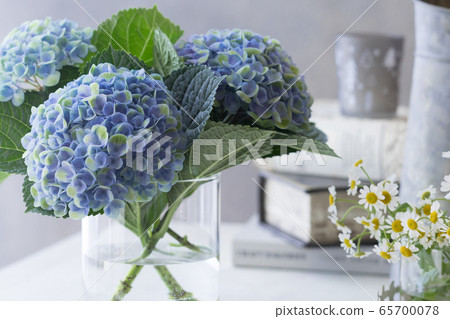 繡球花的繡球花 65700078