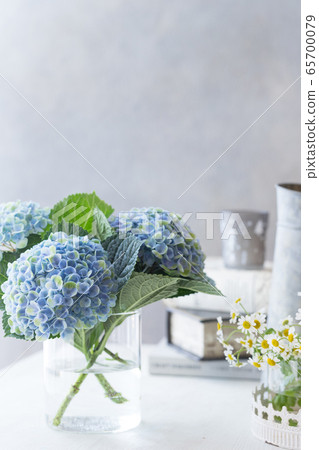 繡球花的繡球花 65700079