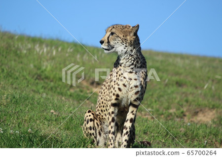 Kyushu Natural Animal Park, African Safari, Safari, Cheetah, Panther 65700264