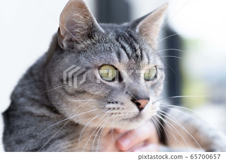 Sabatra cat holding a cat Sabatra cat holding a cat 65700657